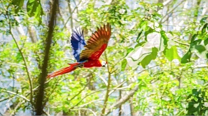 Mangroves & estuaries  Bird Watching Tour
